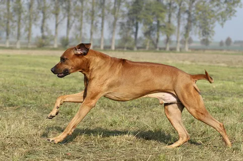 行走在草地上的大黄狗图片