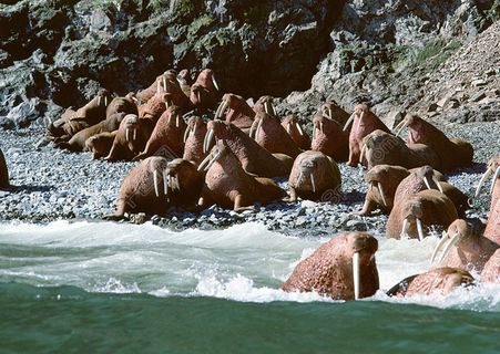 海岸上的海象图片