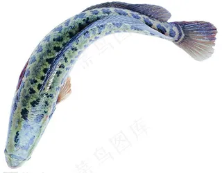 水产食材（高精）图片