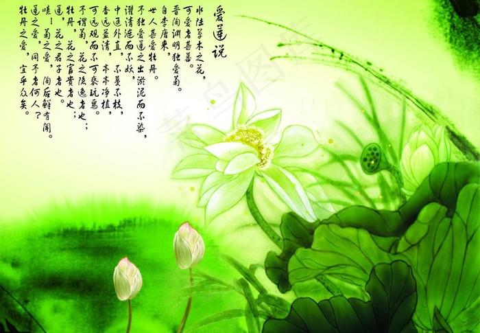 莲花 荷花 水墨画图片