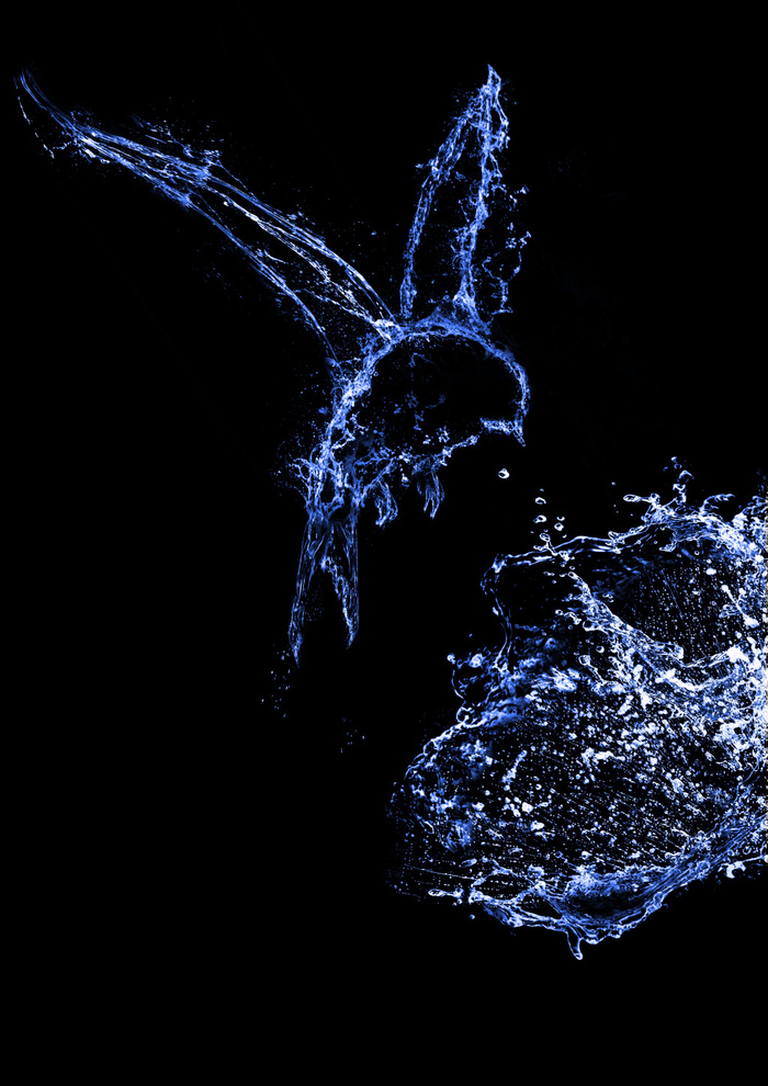 水质感的鸟装饰图案