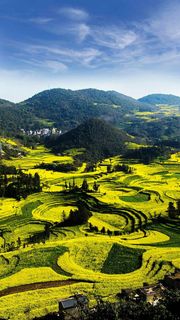 稻田高清摄影图片