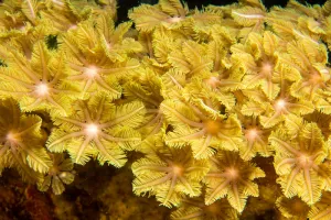 海底生物素材