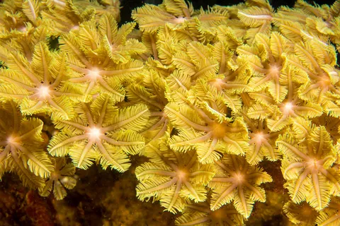 海底生物素材 海底生物素材