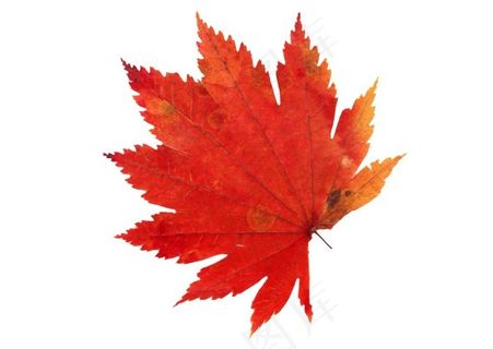 高清枫叶素材