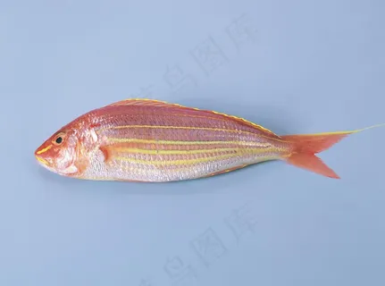 海鱼 鱼类 海洋资源 美味 海鲜图...