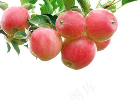 挂在枝头的苹果