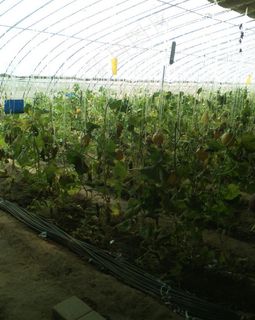 蔬菜大棚 西红柿图片