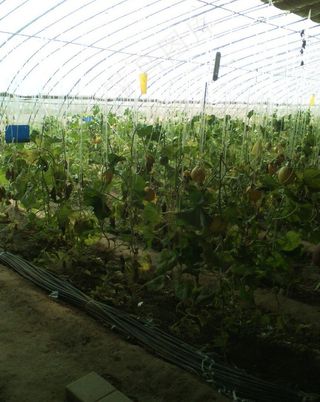 蔬菜大棚 西红柿图片