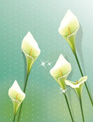 马蹄莲美丽背景图案