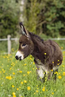 草地上的小毛驴图片
