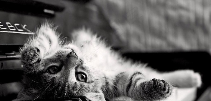 条纹猫咪图片