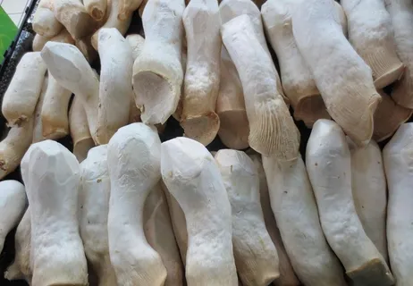 杏鲍菇图片 杏鲍菇图片