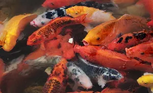 群鱼戏水图片