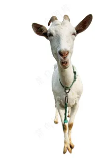 羊免抠素材PSD分层 