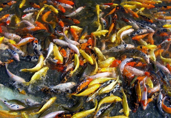 翻江倒海图片
