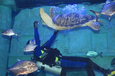 海底世界的美人鱼图片