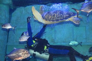 海底世界的美人鱼图片