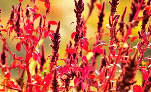 秋天红色野苋菜图片 秋天红色野苋菜图片