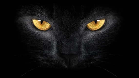 猫咪双眼图片 猫咪双眼图片
