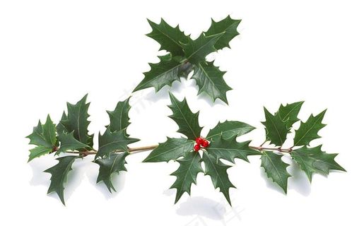 叶子素材免抠