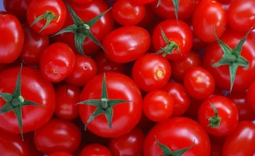 新鲜的西红柿图片