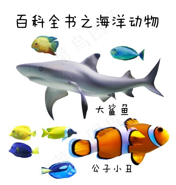 百科全书之海洋动物矢量元素合集