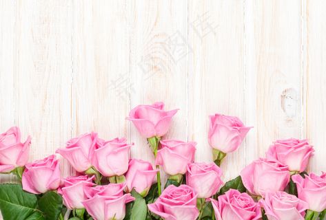 粉色玫瑰花静物设计素材