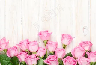 粉色玫瑰花静物设计素材