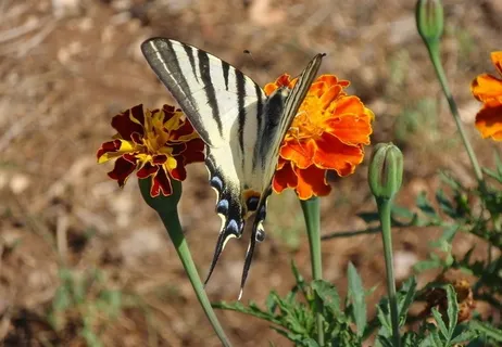 蝴蝶图片 蝴蝶图片