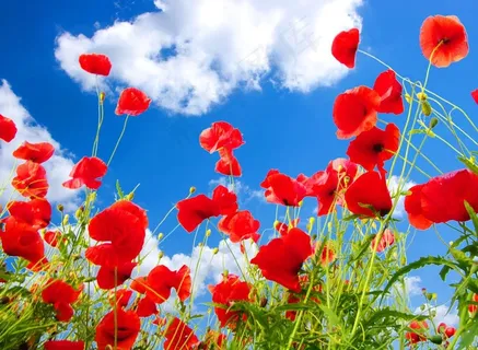 蓝天白云绿草红花图片 蓝天白云绿草红花图片