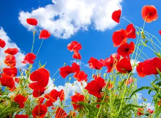 蓝天白云绿草红花图片