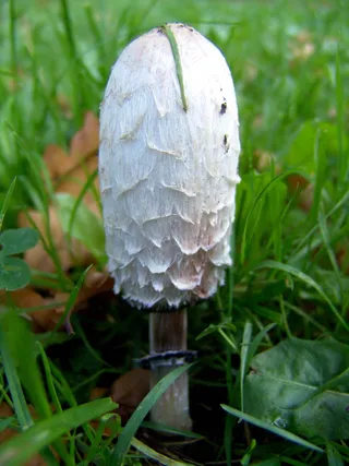 秋天草地上的菌类植物图片