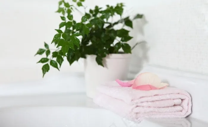 卫生间里的绿色图片