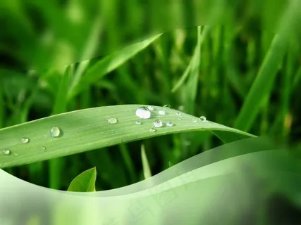 绿叶露珠演示文档 绿叶露珠演示文档