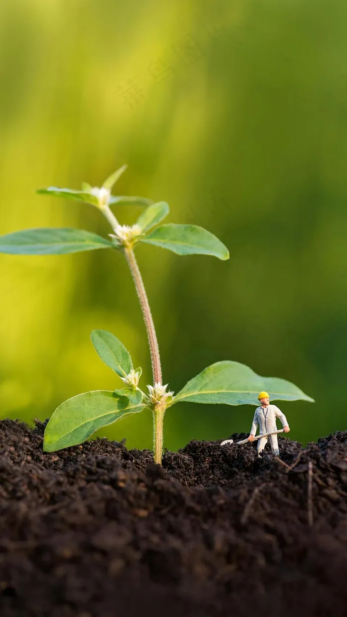 树苗高清摄影图片