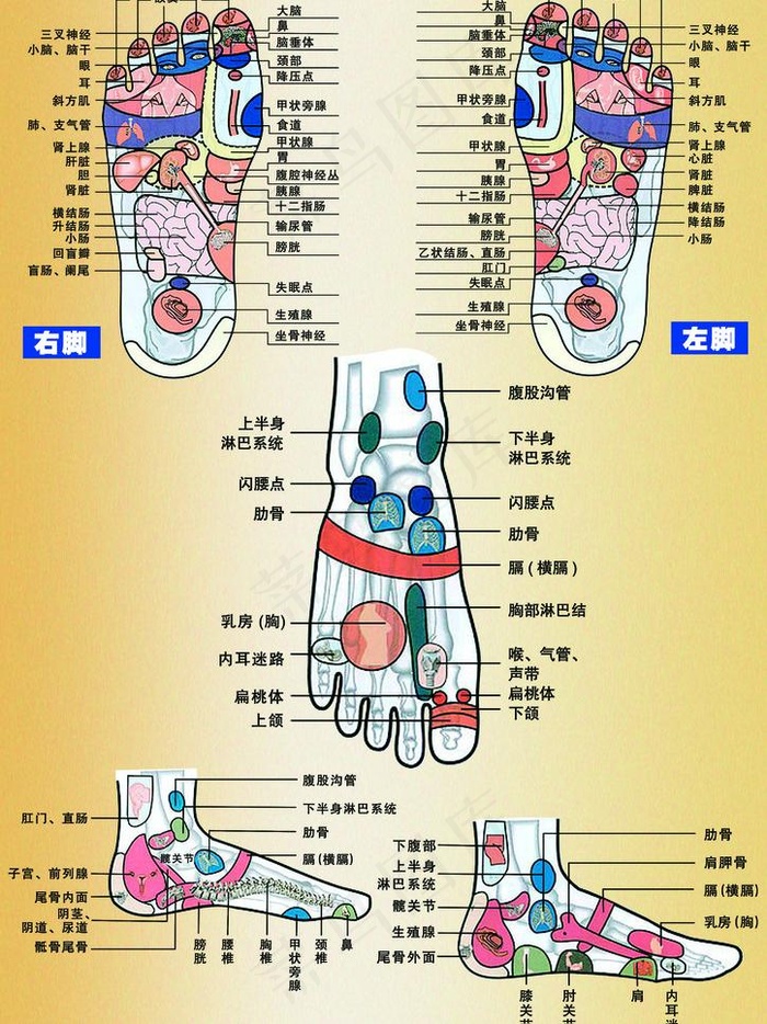 足疗穴位图片(2480X3508(DPI:300))psd模版下载