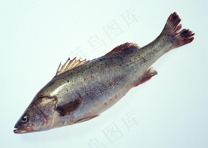 鱼鱼图片