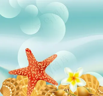 沙滩海洋生物图片