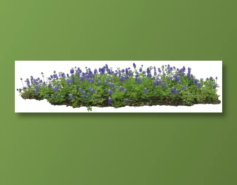高清免抠植物多叶羽扇豆psd模版下载