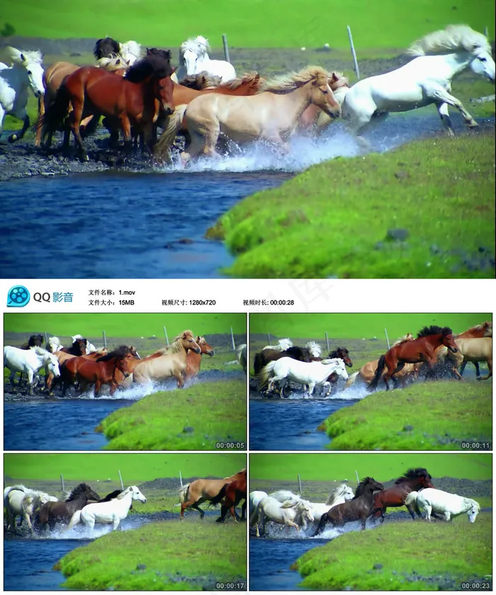 实拍马群过河视频