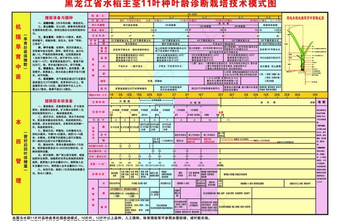 水稻叶龄诊断栽培技术模式图图片cdr矢量模版下载