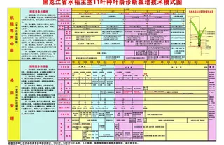 水稻叶龄诊断栽培技术模式图图片
