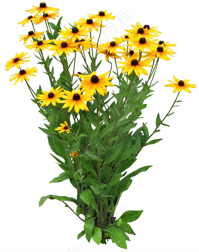 高清免抠植物金光菊