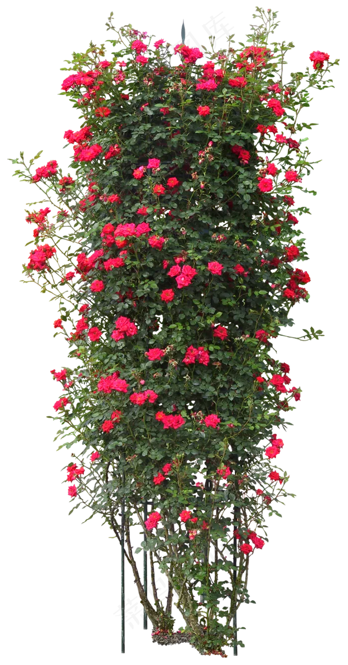 植物花树抠图素材