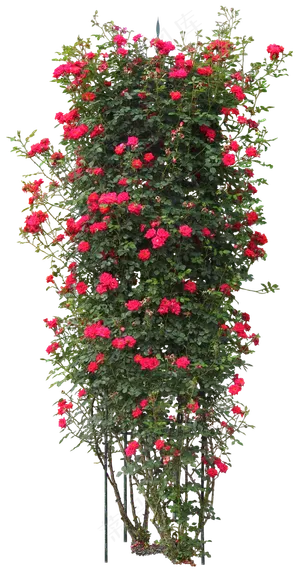 植物花树抠图素材