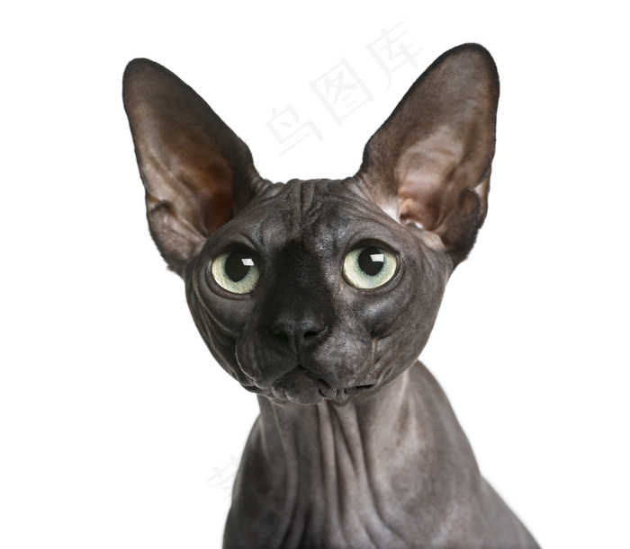 黑色无毛猫