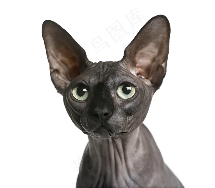黑色无毛猫