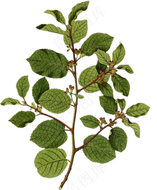 一株逼真手绘花枝透明植物素材