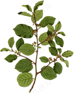 一株逼真手绘花枝透明植物素材 一株逼真手绘花枝透明植物素材